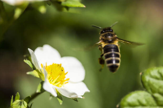 Пчела - главный опылитель