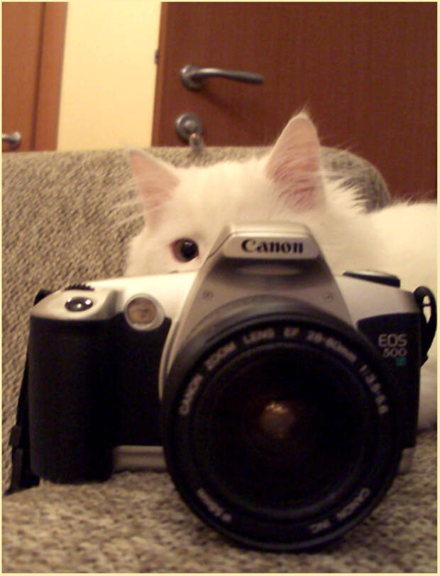Животные-фотографы (30 фото)