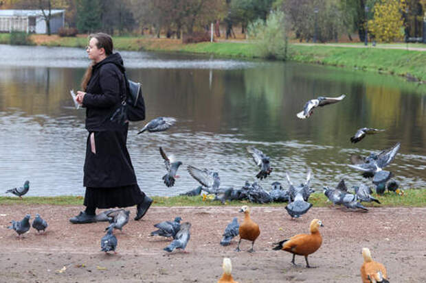 Неожиданное открытие: кого на самом деле боятся городские птицы