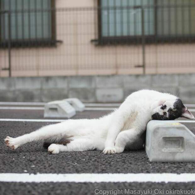 Очаровательные уличные котейки в объективе японского фотографа