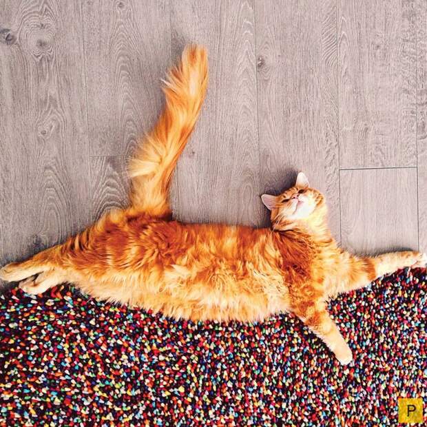 Роскошный рыжий кот по имени Котлета (27 фото) Роскошный рыжий кот по имени Котлета (27 фото)