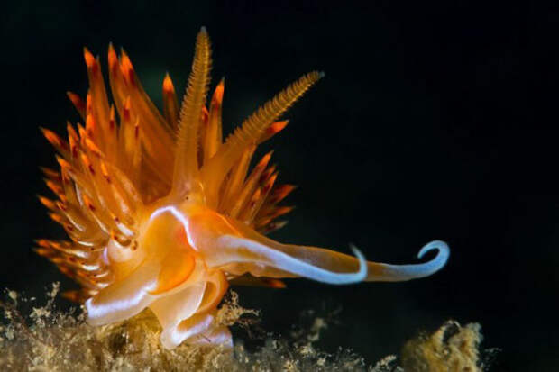 Dandys in the frame - photo of marine mollusks