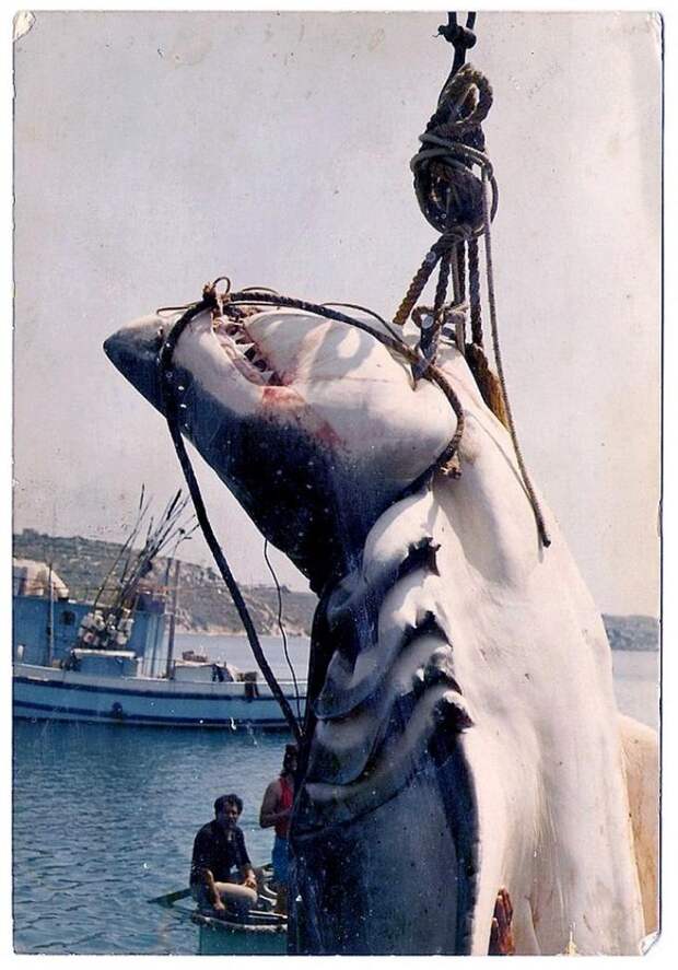 4 - Мальтийская большая белая акула, животные, людоед, океан
