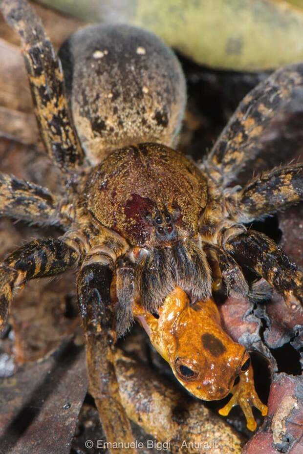 Блуждающий паук (Ancylometes) в низменных тропических лесах Амазонки сразил для себя древесную лягушку (Dendropsophus leali) естественный отбор, животные, лягушки, мыши, охота, паук, природа