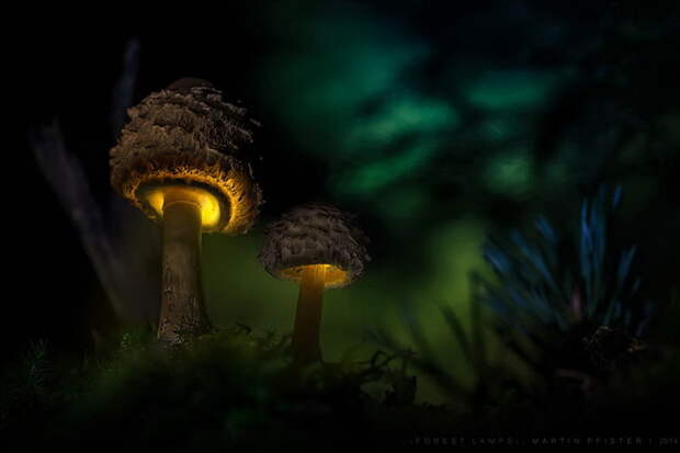 Грибы в фотографиях Martin Pfister Грибы в фотографиях Martin Pfister