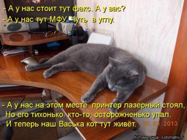 Котоматрицы(картинки с надписями)
