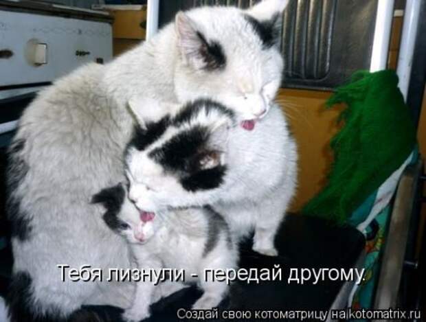 Новая котоматрица для всех (30 фото)
