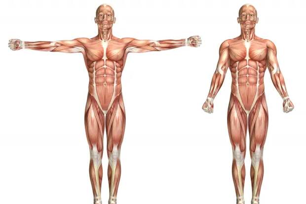 5 самых живучих мифов о вашем теле. В это еще кто-то верит