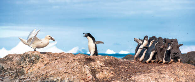 Защитник пингвинов, Антарктида