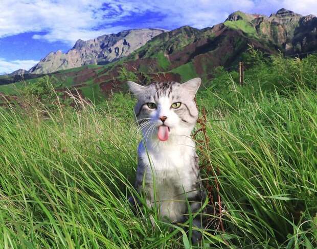 Фотогеничность зашкаливает: кот, который всегда замечательно выходит на снимках Нянкичи, животные, знаменитость, кот, фотогеничность, фотография, япония