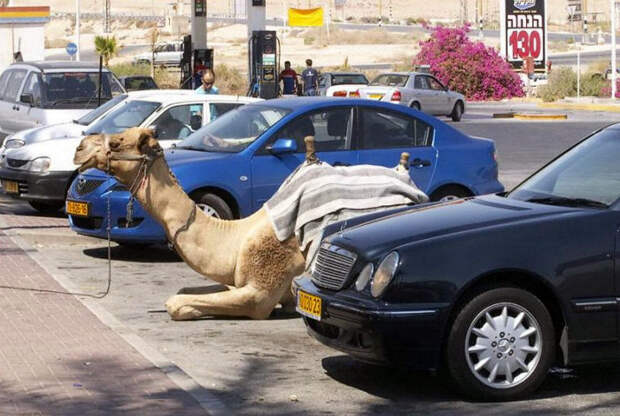 Припарковал своего верблюда. | Фото: Christenen voor Isra&#235;l.