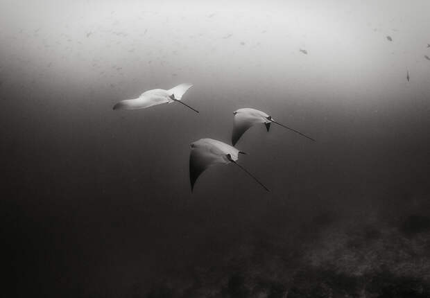 Подводное царство духозахватые чёрно-белые фотографии жизни под водой 26