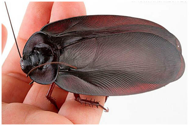 Megaloblattalongipennis. интересное, тараканы, факты, фауна