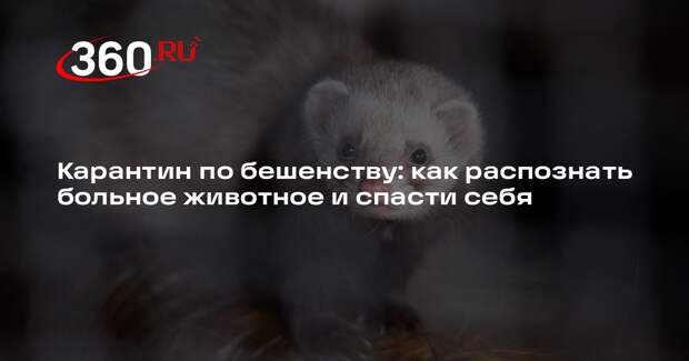 Ветеринар Агажанов объяснил, чем бешенство опасно для человека и животных