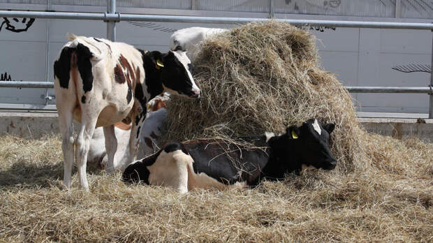 Очаги распространения пастереллеза устранили в Новосибирской области