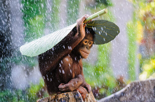 Орангутанг спасается от ливня под банановым листом, Бали