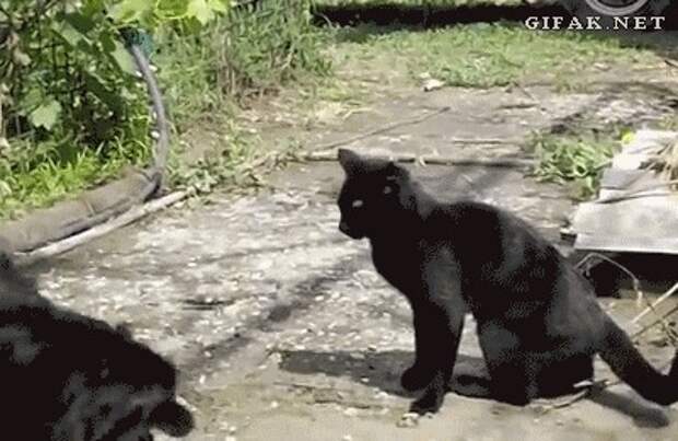 разное, животные