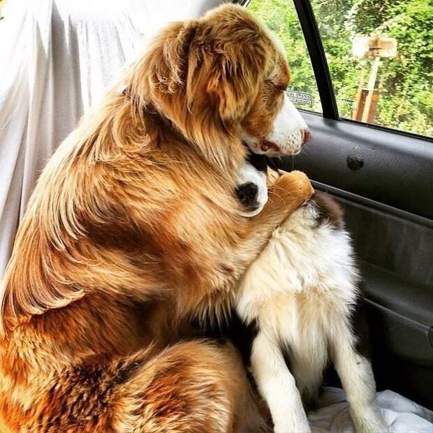 1. Успокаивает друга по дороге в ветеринарную клинику  дружба, любовь, собака