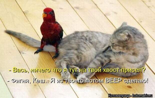 Веселая котоматрица за неделю (28 шт)