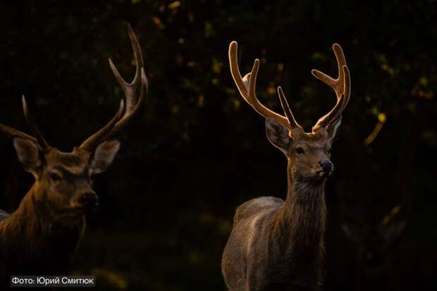 Популяция копытных в Приморском крае резко увеличилась и достигла рекордных значений