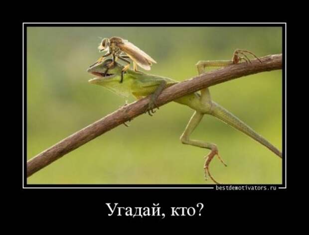 Свежая порция демотиваторов (13 шт)