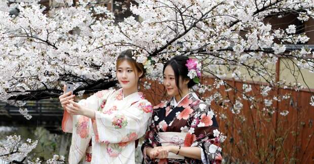 Как цветущая сакура стала для японцев сакральным деревом