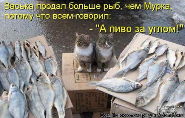 Котоматрицы(картинки с надписями)