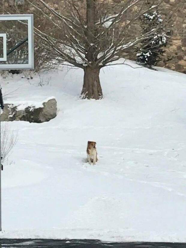 На протяжении пяти дней собака ждала своих хозяев, которые ее бросили на морозе
