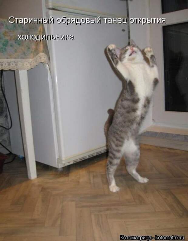 Котоматрицы(картинки с надписями)