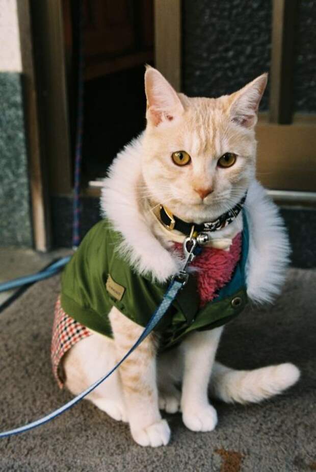 стильные кошки, кошки в модной одежде, модные коты