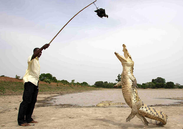 Священные крокодилы из Буркина-Фасо плавают рядом с детьми