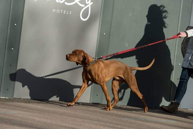 Выставка собак Crufts Dog Show 2019 проходит в Великобритании