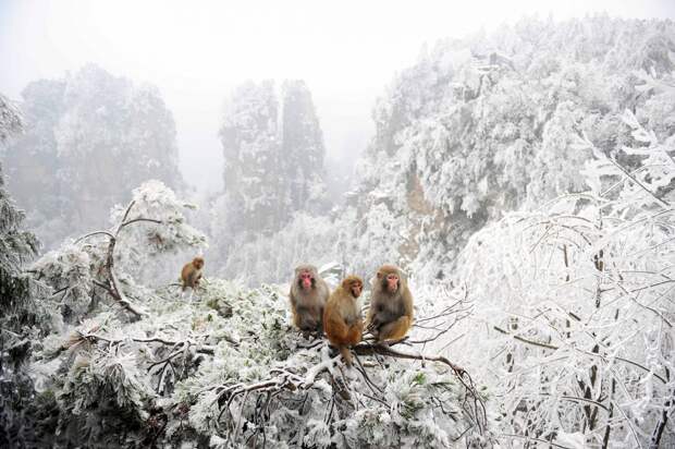 Лучшие фотографии животных со всего мира за неделю