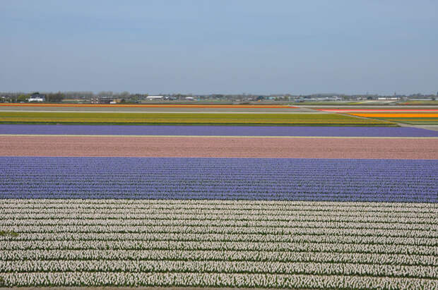 tulips25 Самые яркие тюльпаны со всего света