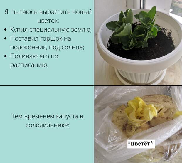 Я, пытаюсь вырастить цветок Я, пытаюсь вырастить цветок