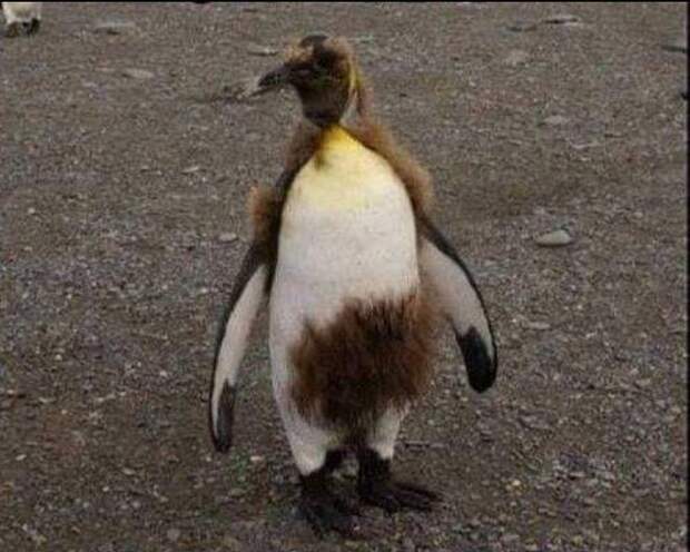 Пушистый пингвин