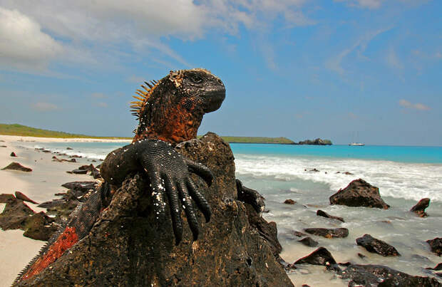 Путешествие на Галапагосские острова Галапагос, животные, интересное, фото