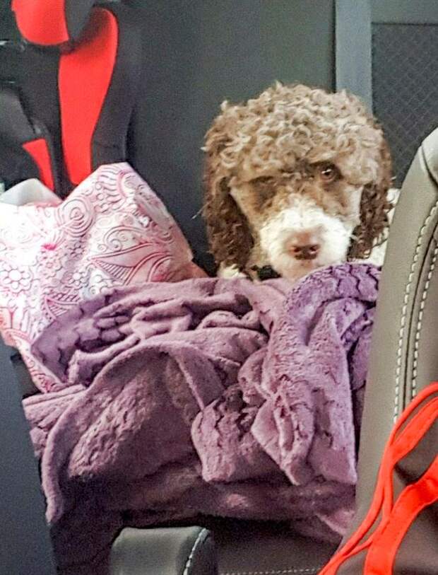 PROD-SWNS_REUNITED_DOG_22