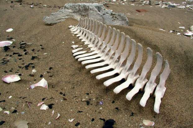 Национальный парк Берег скелетов в Намибии (Skeleton Coast Park)