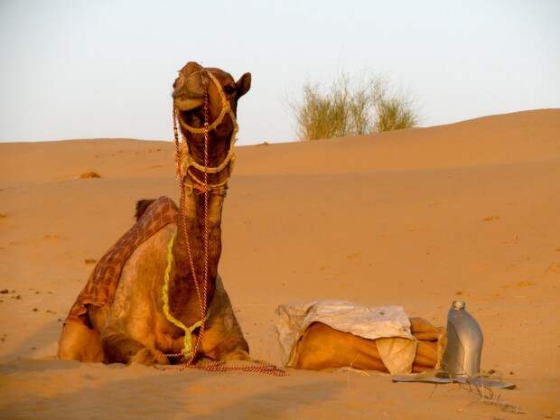 Верблюд в жаркой пустыне