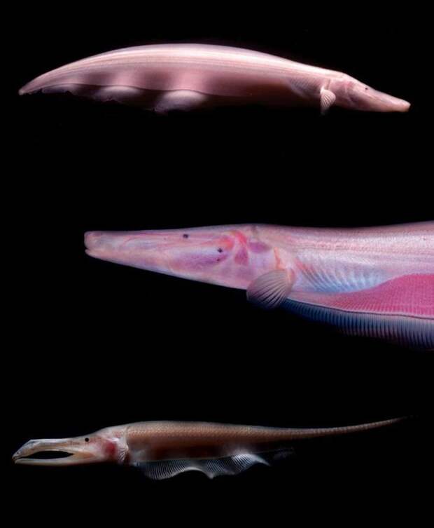 Электрическая рыба-нож животные, фотограф, цвета