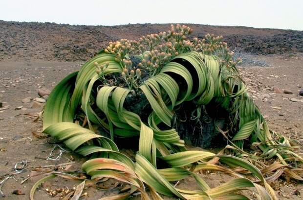 Национальный парк Берег скелетов в Намибии (Skeleton Coast Park)