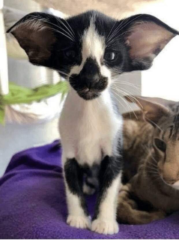 Котя Котя