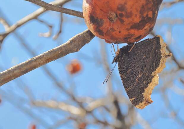 Утончённая дама с бокальчиком игристого перебродившего.