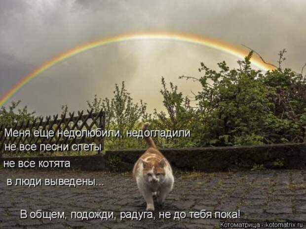 Лучшая котоматрица недели (38 фото)