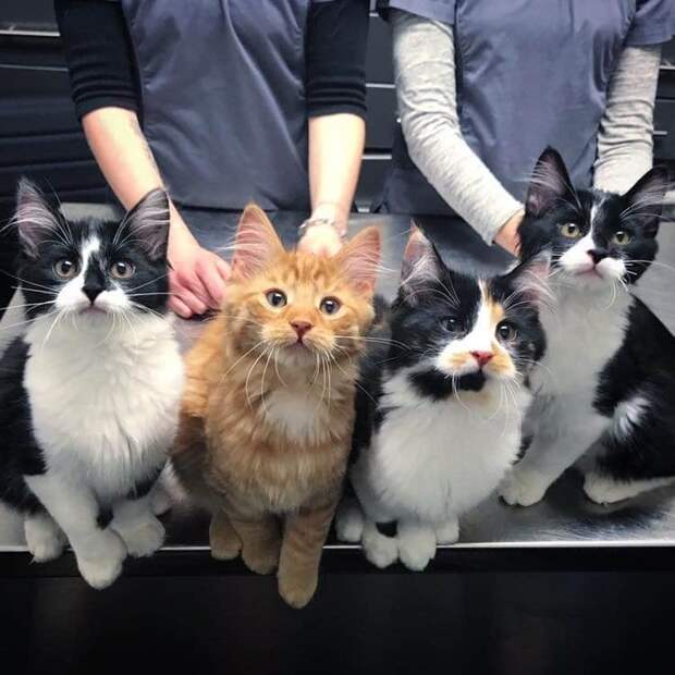 помощь котятам четыре котенка