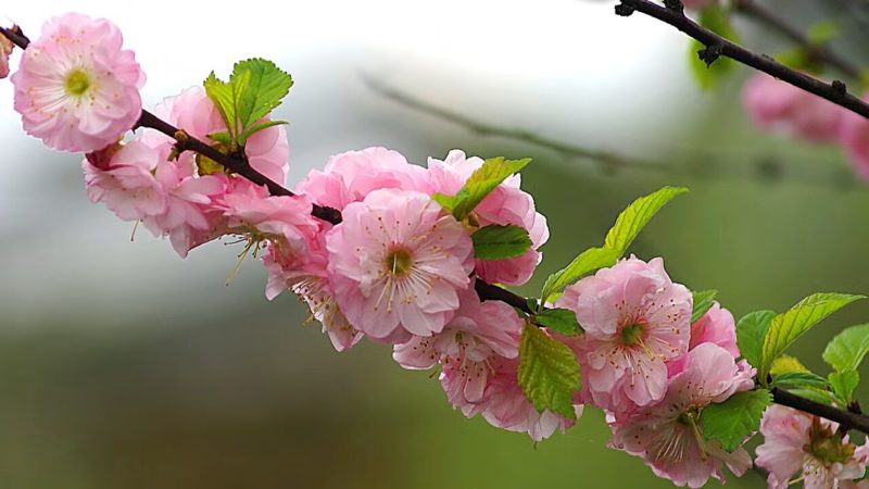 Неприхотливые кустарники, которые очень красиво цветут