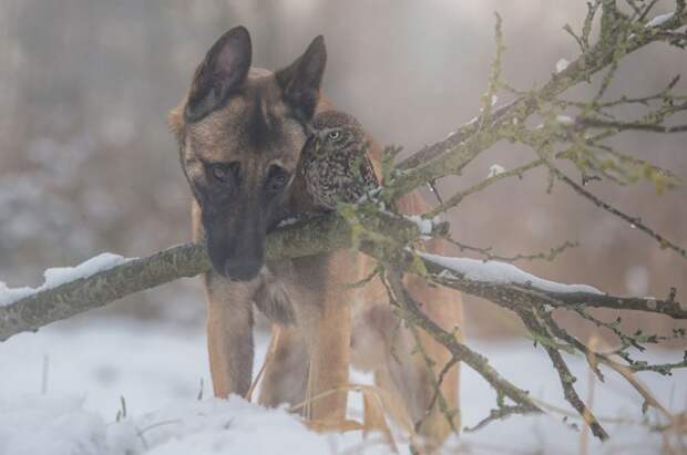 Сова и собака — самая необычная дружба (фото), фото - Стиль жизни. «The Kiev Times»