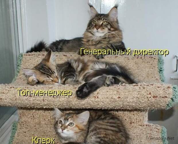 Про котов