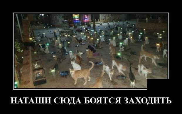 Демотиватор про котов на улице